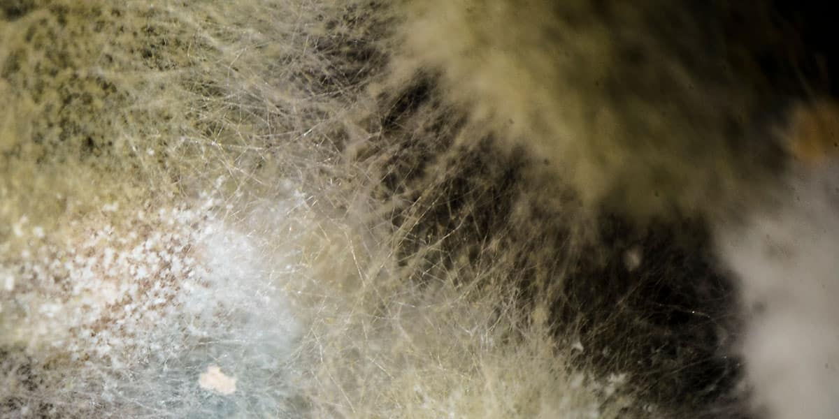 Mould and asbestos removal Ottawa | CiEX